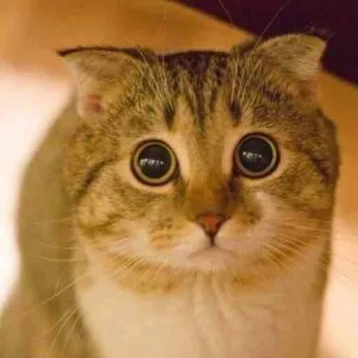 кошка млекопитающее животное