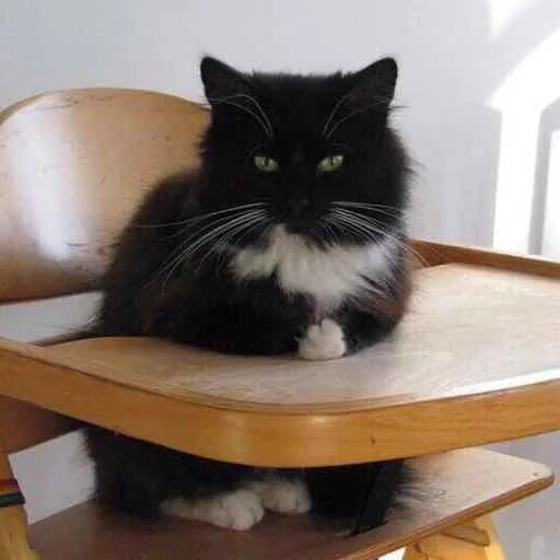 small to medium-sized cats felidae indoor