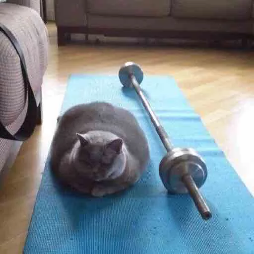 кошка этаж животное