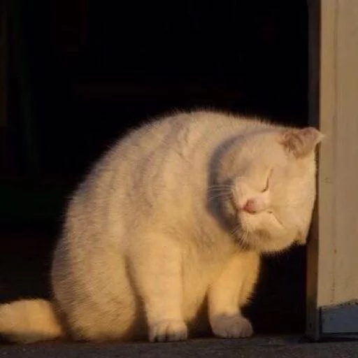 животное млекопитающее домашняя кошка