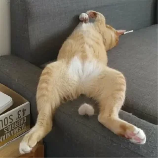 Sticker Котяра - 0