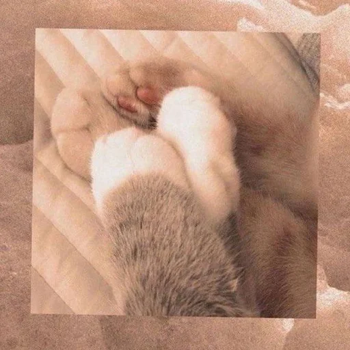 Sticker Kotyata7637 - 1