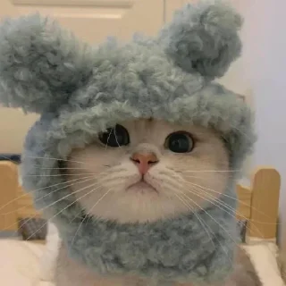 Sticker Котята♡ - 5