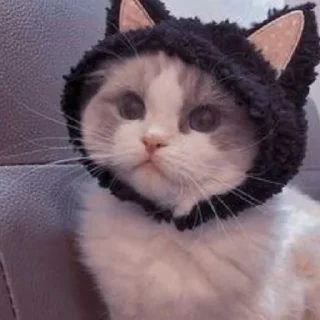 Sticker Котята♡ - 10