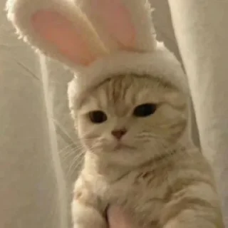 Sticker Котята♡ - 9