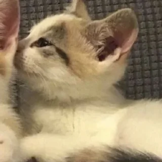 Sticker Котята♡ - 1