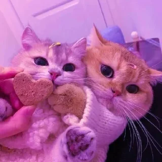 Sticker Котята♡ - 8