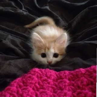 Sticker Котята♡ - 6