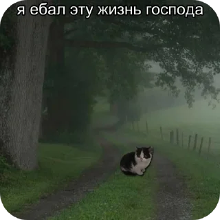 Стикер котята в депрессии - 6