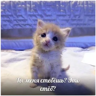 Стикер Котятки - 2