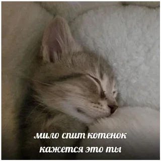 Стикер Котятки - 8