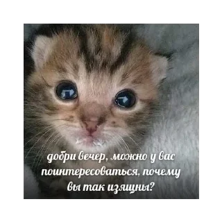 Стикер Котятки - 9
