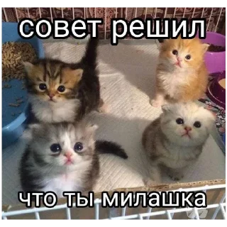 Стикер Котятки - 1