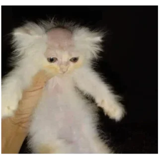 Стикер Котятки - 7