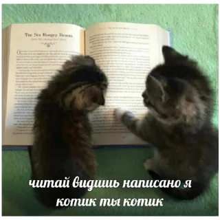 Стикер Котятки - 6