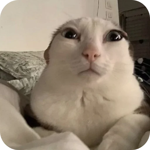 Стикер Kotyky472 - 1