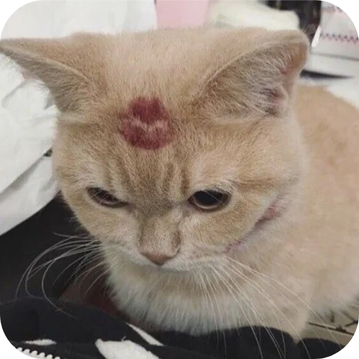 Стикер Kotyky472 - 1