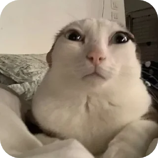 Стикер Котыкы - 8