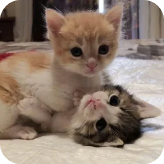 Стикер Котыкы - 9