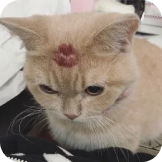 Стикер Котыкы - 2