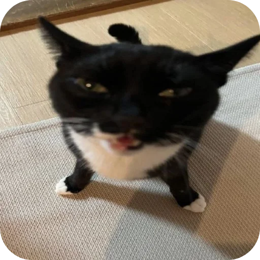 Стикер Kotypisyaprpakakashka - 1