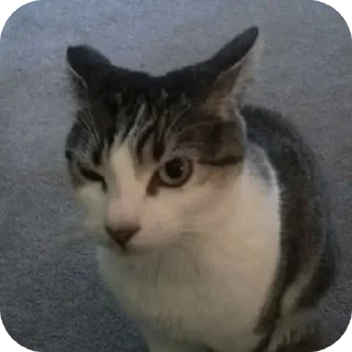 Sticker Котыписяпрпакакашка - 5