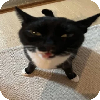 Sticker Котыписяпрпакакашка - 4