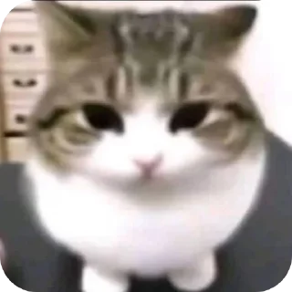 Sticker Котыписяпрпакакашка - 11