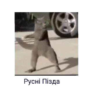 Стикер Kotyra - 5