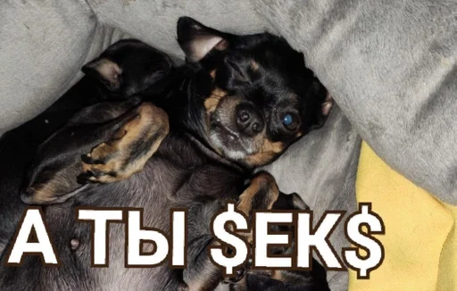 dog breed pet animal