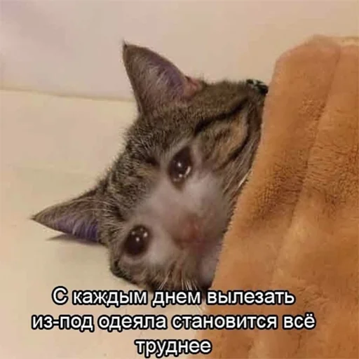 Кожа Михаила - 