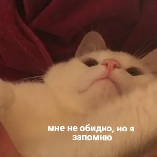 Sticker Кожа Михаила - 2