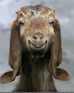 Стикер Goat @stickersb2b - 9