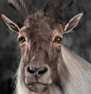 Стикер Goat @stickersb2b - 10