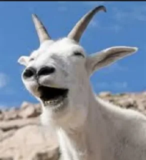 Стикер Goat @stickersb2b - 4