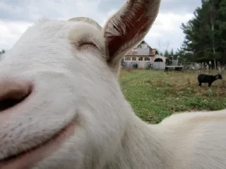 Стикер Goat @stickersb2b - 6