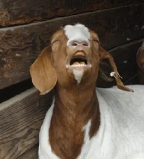 Стикер Goat @stickersb2b - 1