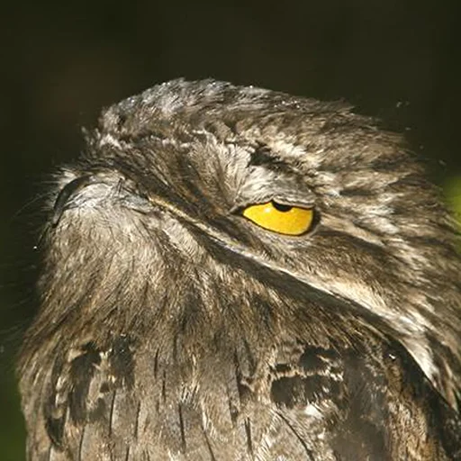 Стикер Kozodoy - 6