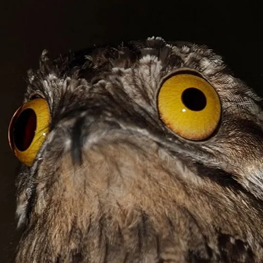 Стикер Kozodoy - 5