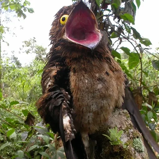 Стикер Kozodoy - 3