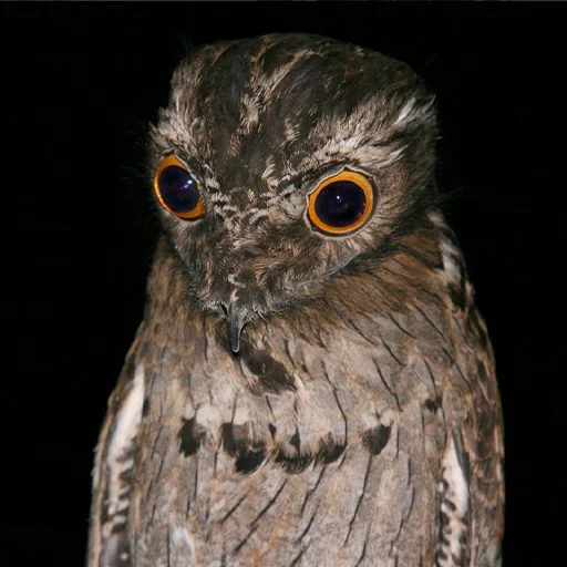 Стикер Kozodoy - 2