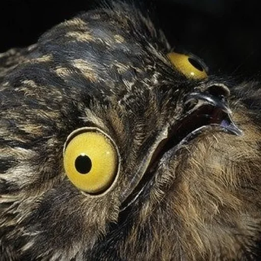 Стикер Kozodoy - 1