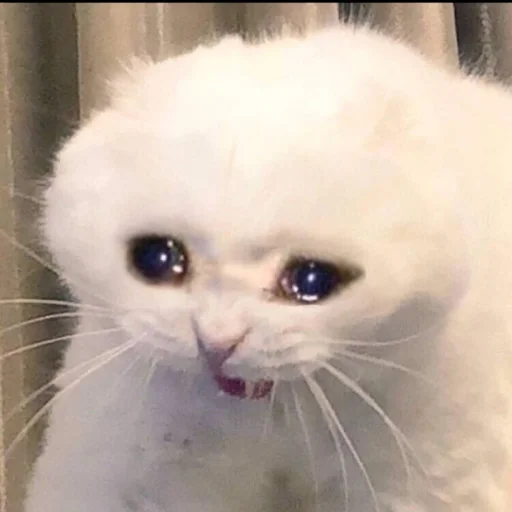 млекопитающее животное кошка