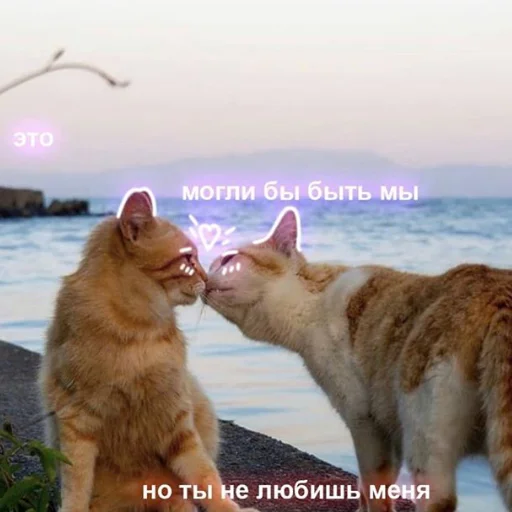 animal mammal small to medium-sized cats