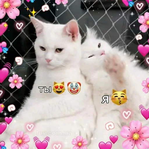 cat small to medium-sized cats domestic cat