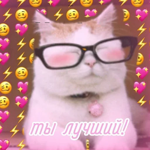 glasses small to medium-sized cats domestic cat