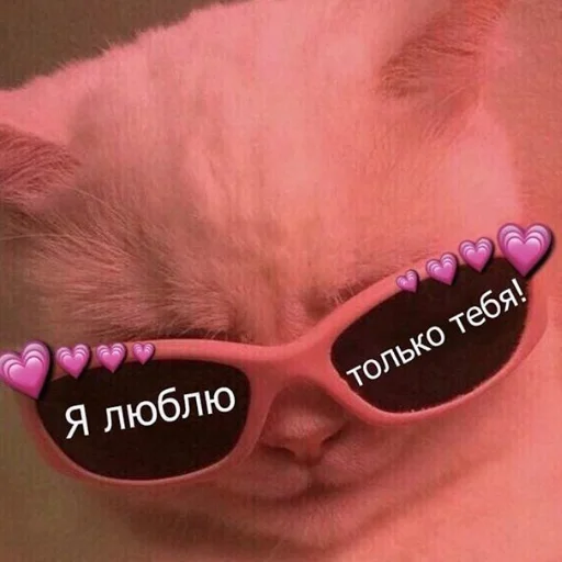 cat accessory animal