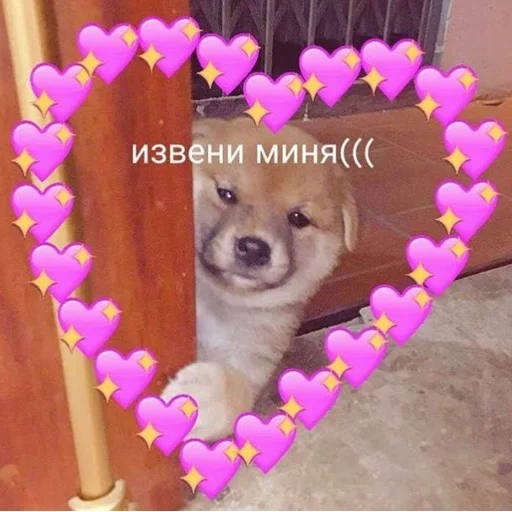 animal pet dog breed