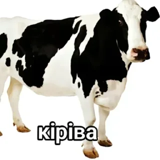 Стикер Кріб - 8