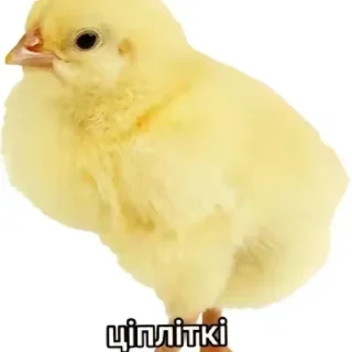 Стикер Кріб - 9